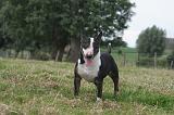 BULL TERRIER MINIATURE 064